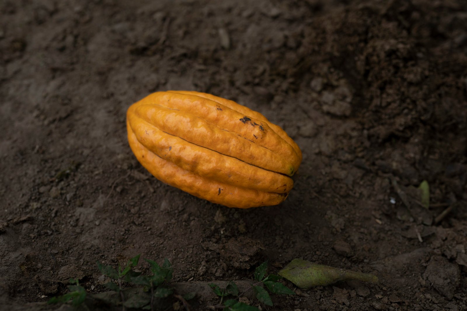 Ceremonial-Cacao-Benefits-Properties-Natural-Compounds-Ceremonies-judit-duran-watchung